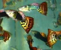 Guppies Guppy Fancy Fantail Tropical Fish 12 Male Assorted Colors