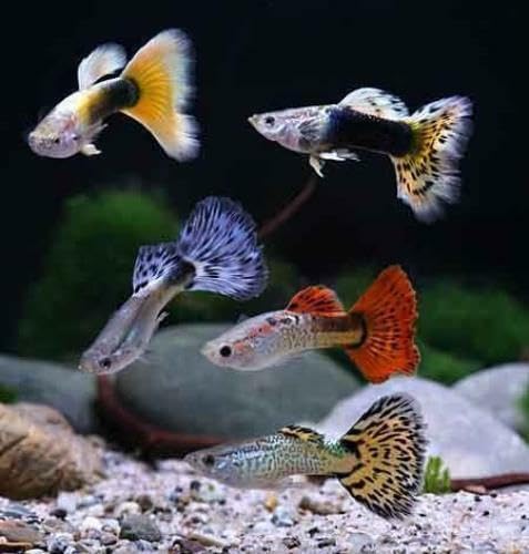 Swimming Creatures™ 15 Assorted Male & Female Guppy Live Tropical Freshwater Aquarium Fish