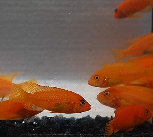 Quinn's Fins- Live Cherry Red Zebra (Medium)