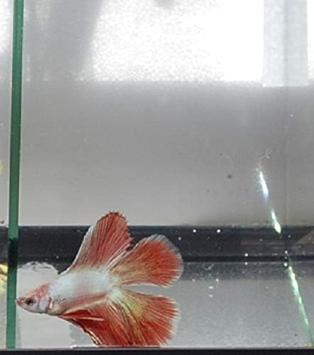 Quinn's Fins- Live Doubletail Betta