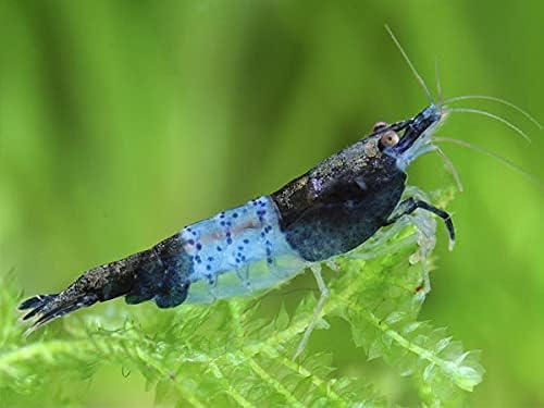 ShrimpRack™ 10 Neocaridina Freshwater Aquarium Shrimps 1/4 to 1/2 inch Long. Pick Your Colors (Blue Rili)