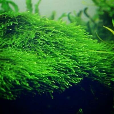 Swimming Creatures™ Live Aquarium Plants (Christmas Moss (50sq inch Portion))