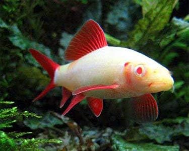 Quinn's Fins Live Freshwater Aquarium Fish -2-3 -"" Albino Rainbow Shark - Albino Rainbow Shark - by Live Tropical Fish - Great for Aquariums - Populate Your Fish Tank!