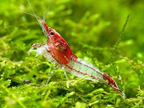 It's All About Shrimps 10 Live Freshwater Shrimps for Your Planted Tanks, Nano Aquariums. Fully Mature Breeding Age. Live Arrival Guarantee. Pick Your Colors (Red Rili)