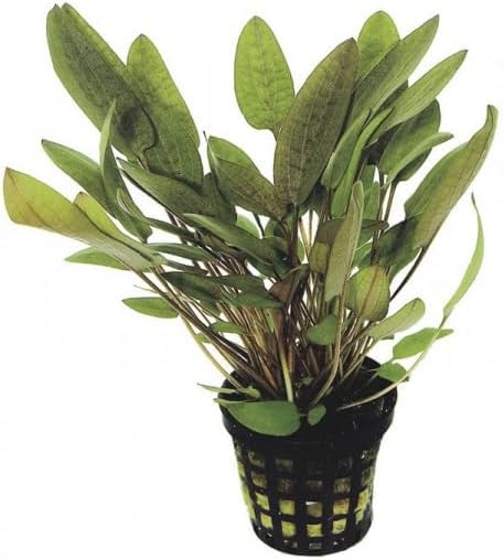 Foreground Potted Live Aquarium Plants | Freshwater Aquatic Plants for Aquariums (Cryptocoryne Green, 3)