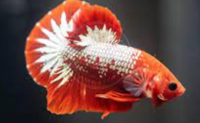 Swimming Creatures™ Betta Live Freshwater Aquarium Fish (Male Hellboy A Grade)