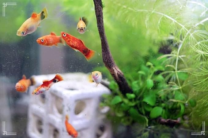 Swimming Creatures™ 4 Assorted Color Platy Mix (Xiphophorus maculatus) Freshwater Aquarium Live Fish (Size Approx. 3/4")