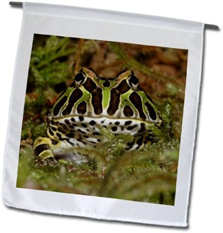3dRose Pacman frog, South American Horned frog - NA02 AJE0361 - Adam Jones 12 x 18 inch Garden Flag