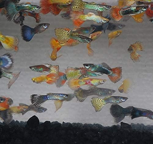 Quinn's Fins- Male Assorted Guppy 12 Pack