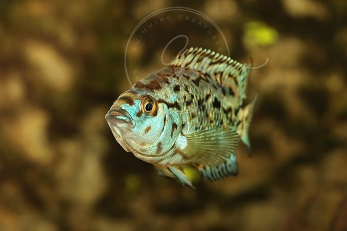 Swimming Creatures 2 Blue Electric Dempsey (Rocio octofasciata) Size Approx 0.75" - AKA Jack Dempsey Cichlid Freshwater Aquarium Fish Live