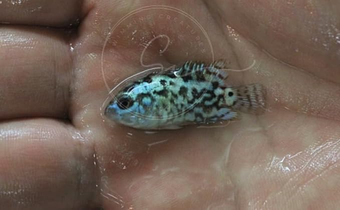 Swimming Creatures Blue Electric Dempsey (Rocio octofasciata) Approx.Size 0.75" - AKA Jack Dempsey Cichlid Freshwater Aquarium Fish Live (6 Pack)