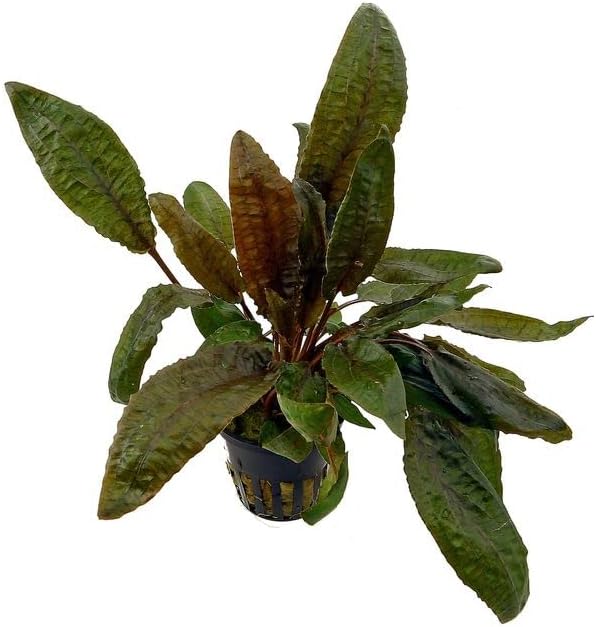 Foreground Potted Live Aquarium Plants | Freshwater Aquatic Plants for Aquariums (Cryptocoryne Bronze, 3)