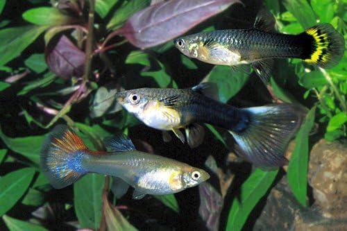 Tropical Fish 20 Assorted Guppies Male and Female