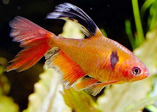 Live Freshwater Aquarium Fish - (5) 1.5" Red Veil Tail Serpae Tetra - 5 Pack of Red Serpae Tetras - by Live Tropical Fish - Great For Aquariums - Populate Your Fish Tank!