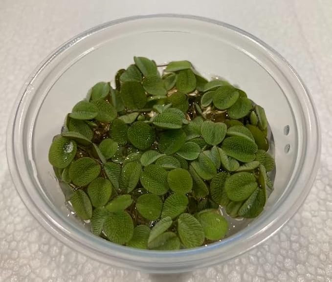Ultimate Floating Plant Bundle - Duckweed, Red Root Floaters, Salvinia - Aquarium Enthusiasts’ Dream Collection
