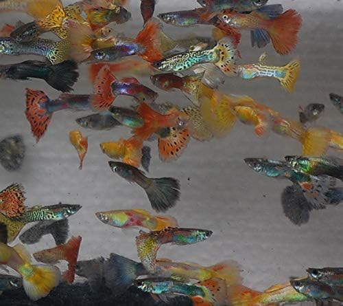 Quinn's Fins- Male Assorted Guppy 3 Pack