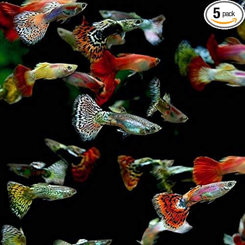 5 Fancy Guppy Males Live Freshwater Aquarium Fish