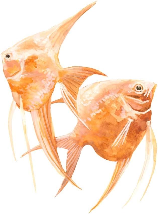 Discus Fish B by Emma Scarvey, 2 Piece Unframed Art Print Set, 12 X 12 Inches Each, Sea Life Art