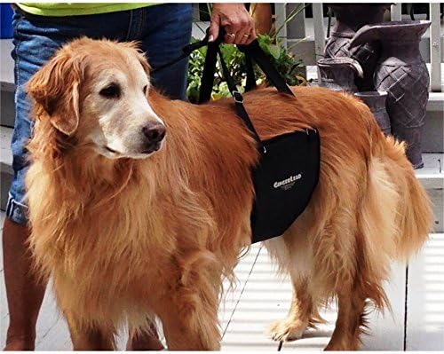 Dog Sling Hind Leg Support, M/LG Unisex with Cutout, Made in USA | Help Pets Walk, K9s Recover from Surgery, Fits Male & Female, Integrated Leash, Machine Wash/Dry, Chest Harness NOT Included