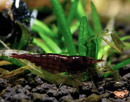 10 Neocaridina Freshwater Aquarium Shrimps 1/4 to 1/2 inch Long. Pick Your Colors (Chocolate)