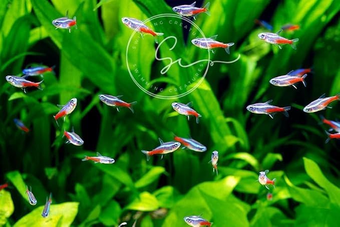 15 Neon Tetra (Paracheirodon innesi) Freshwater Aquarium Fish Live (Approx. Size 1.5 cm) (1-2cm, 15, Count)