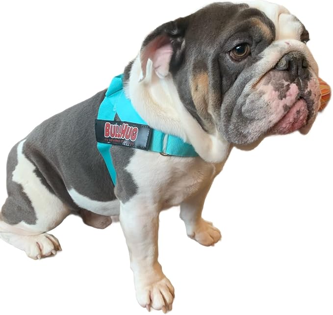 Adjustable Dog Harness– No Pull, No Choke – for English Bulldogs, French Bulldogs, Pugs & Broad-Chested Breeds – Easy, Safe Walks (Tiff Blue, Small)