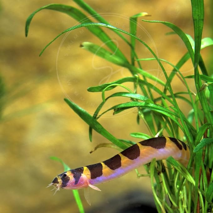 Swimming Creatures™ 3 Kuhli Loach (Pangio kuhlii) – Freshwater Tropical Aquarium Fish Live (Size Approx. 3-4")