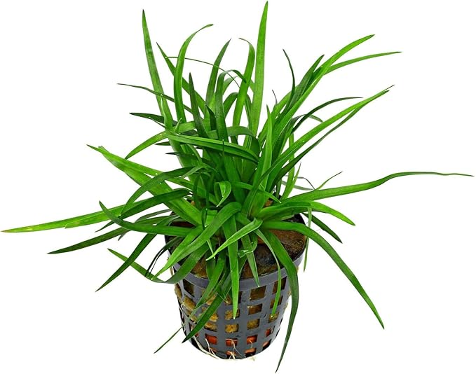 Foreground Potted Live Aquarium Plants | Freshwater Aquatic Plants for Aquariums (Vietnamese Eriocaulon, 1)