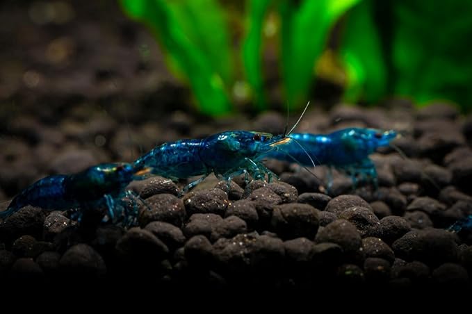 7 Orange & 7 Blue Dream & 7 Fire Red Three Mix Colors Live Shrimps Freshwater Shrimp High Grade Live Shrimps – Freshwater Shrimp Aquarium Inverts – with Live Arrival Guarantee