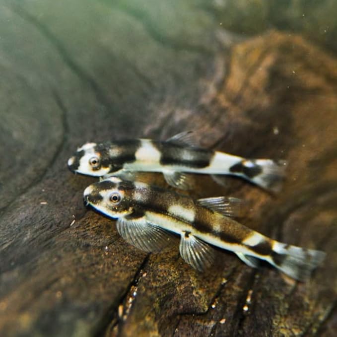 Swimming Creatures™ 2 Panda Loach (Yaoshania Pachychilus) Aquarium Fish Live (Size Approx. 1")