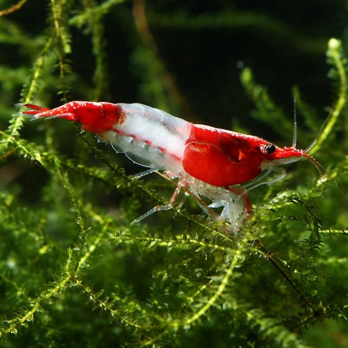 The Seam Oasis 20 Red Rili Shrimp – Premium High Grade Neocaridina, Live Freshwater, Breeding Age, Live Arrival Guarantee