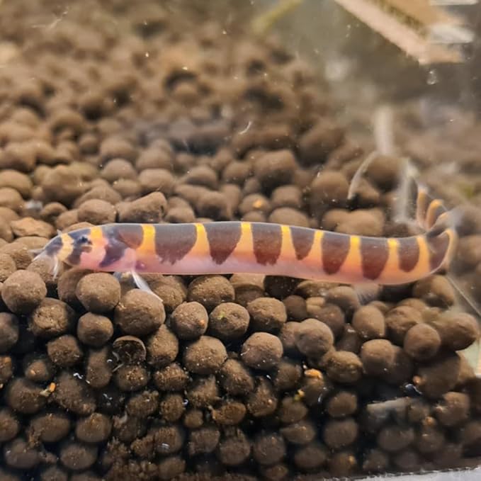 Striped kuhli Loach (Pack of 6 Fish) - Aquarium Exotic Freshwater Live Fish