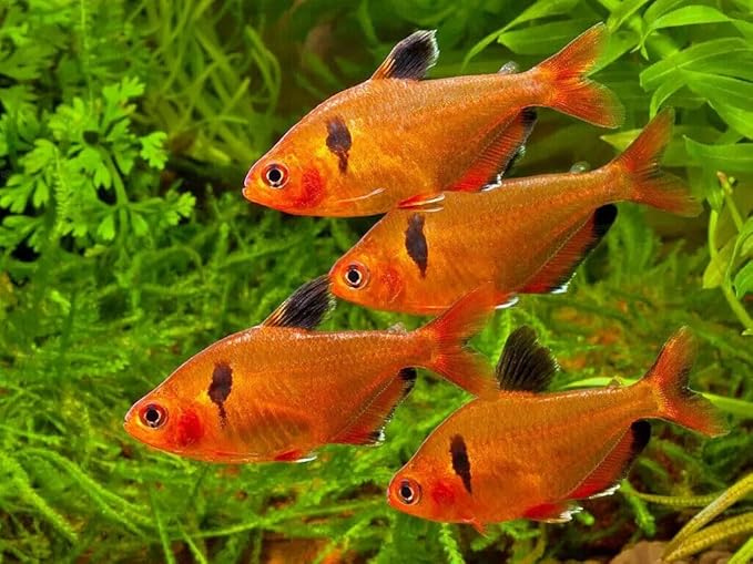 Aquatic Foods Inc. Guppy Micro Sinking Granules, Color Enhancing and Spirulina Mix for Guppies, Tetras, All Live Bearers, Baby Cichlids...WL 3-lbs 8oz Lg Jar