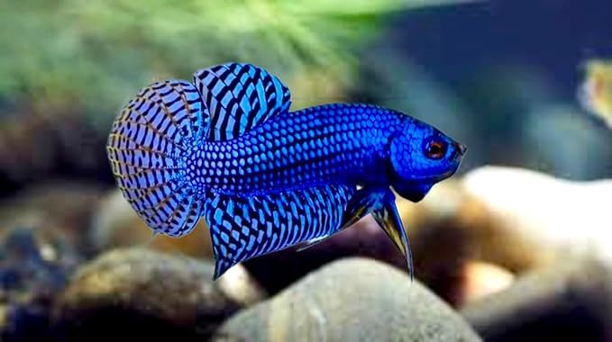 D&A Tropical Live Fish-1 Male Wild Betta Alien Live Fish- Live Betta Fish for Pond, Fish Tank or Aquarium, Live Fish Freshwater (Alien Blue)