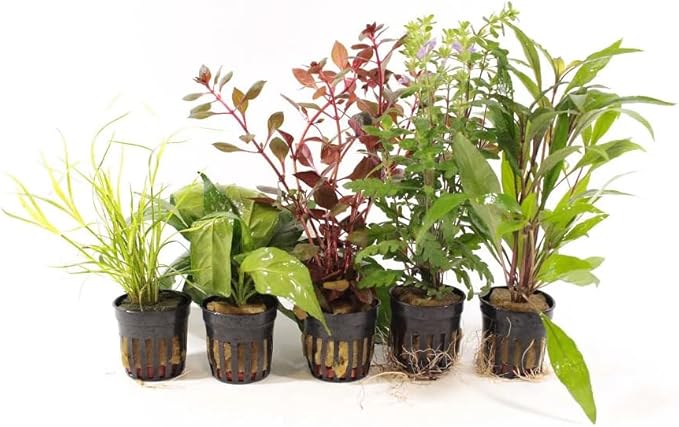 Live Freshwater Aquarium Plants - 5 Assorted Potted for Fish Tanks - (Grower's Choice) Beginner Friendly