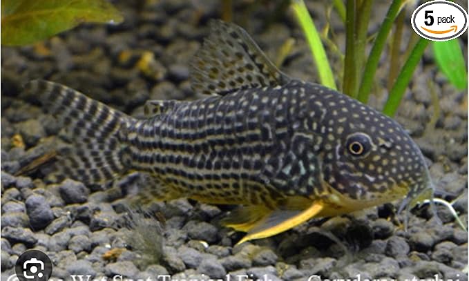 SF Aquatic™ 5 Corydoras Freshwater Aquarium Catfish Live Arrival Guarantee (Sterbai Corydoras)