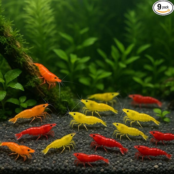 3 Orange & 3 Yellow & 3 Fire Red Three Mix Colors Live Shrimps Freshwater Shrimp High Grade Live Shrimps – Freshwater Shrimp Aquarium Inverts – with Live Arrival Guarantee (Pack of 9+)