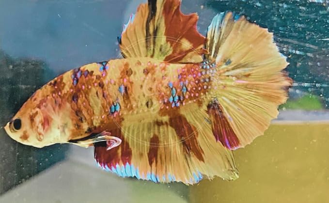 Swimming Creatures™ Betta Live Freshwater Aquarium Fish (Male Nemo (High Grade))