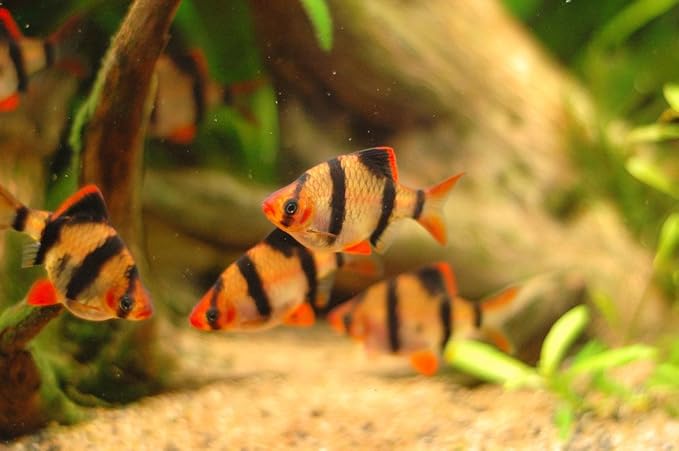 Pair of Tiger Barbs 1-1.5 Inches - Freshwater Live Tropical Fish