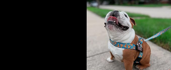 Adjustable Dog Harness– No Pull, No Choke – for English Bulldogs, French Bulldogs, Pugs & Broad-Chested Breeds – Easy, Safe Walks (Watermelon, Medium)