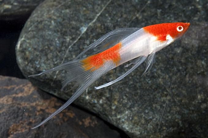 Aquatic Foods Inc. Live Bearer Ultra Red Color Enhancing 1.5mm-2mm Floating Pellets. Color Enhancing in 10-Days for Swordtails, Platies, All Live Bearers…1/2-lb Bag