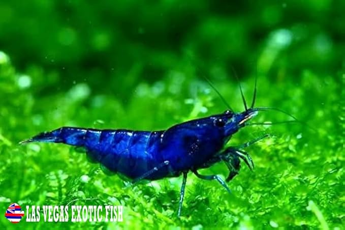 Las Vegas Exotic Fish™ 10 Blue Dream Neocaridina Shrimp Live Freshwater Shrimp Aquarium Inverts (Blue Dream)