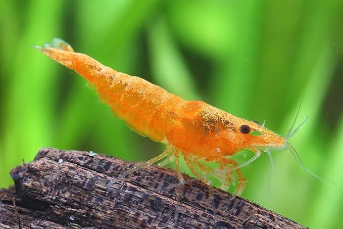 9 Red – 9 Blue - 9 Orange -9 Yellow Color Neocaridina Rainbow Live Freshwater Aquarium Shrimps for Aquarium. Young Adults Beeding Age. Live Arrival Guarantee (Pack of 36)