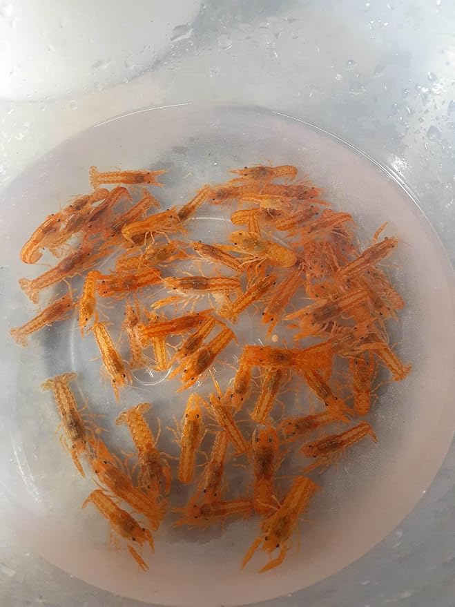 5 Live CPO Mexican Orange Dwarf Crayfish CPO