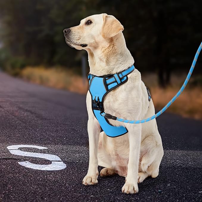 IVY&LANE No Pull Dog Harness for Medium Dogs, Dog Vest Harness with Leash, Safety Belt and Storage Strap, Fully Adjustable, 360° Reflective Strip, Soft Handle (Blue, M)