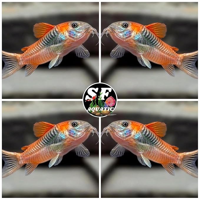 SF Aquatic™ 5 Corydoras Freshwater Aquarium Catfish Live Arrival Guarantee (Orange Venezuela Corydoras)