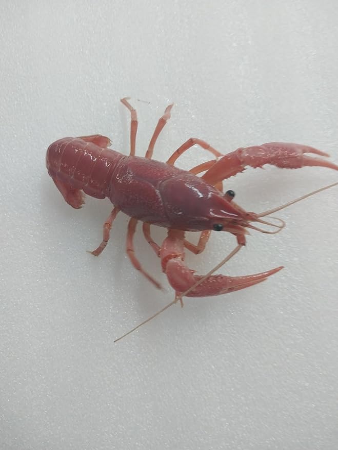 1 Live Breeding Pair of Pink Crayfish, Size Will be 1-4 Inches depending on Availability,Live Aquarium Mates Can not Ship to Michigan, Minnesota, Ohio, Wisconsin, Alaska, HI