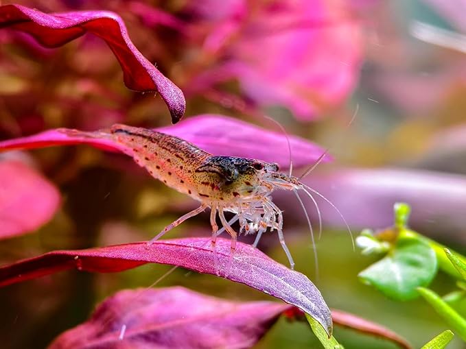 Amano Shrimps Algae Cleaner Inverts Live Freshwater Aquarium Shrimps 1/4" - 1/2" - Live Shrimp Arrival Guarantee (10+2 Pack) - DOA Cover Included