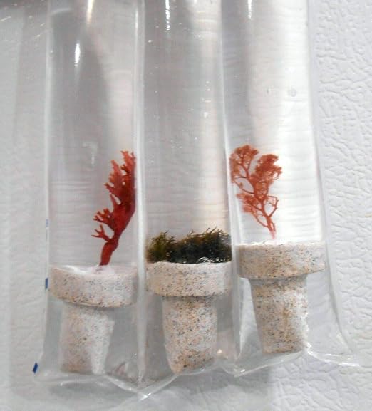 Live Saltwater Plant Red Gracilaria Hayi Red Bush Macro Algae Reef Refugium Coral Saltwater - 1 Inch Frag