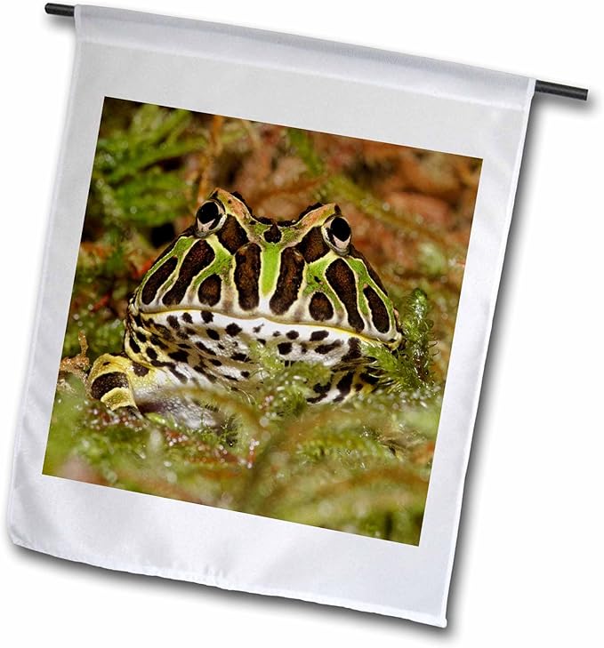 3dRose Pacman frog, South American Horned frog - NA02 AJE0361 - Adam Jones 18 x 27 inch Garden Flag